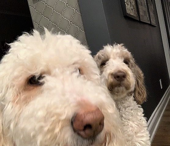 Nessa + Macie Doodle 🇨🇦 tweet media