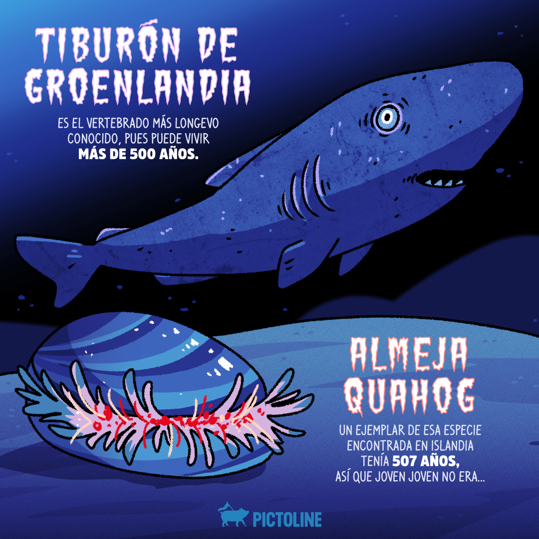 pictoline's tweet photo. ¿Hay medusas que rejuvenecen una y otra vez? 🪼🤯🪼 Qué creepy… estos son algunos de los animales más longevos del mundo 🦈🪸🐚
#AnimalesLongevos #VidaLarga #CuriosidadesDeAnimales #CienciaYNaturaleza #MaravillasDelMundoAnimal #Pictoline https://t.co/LlmdYCq856