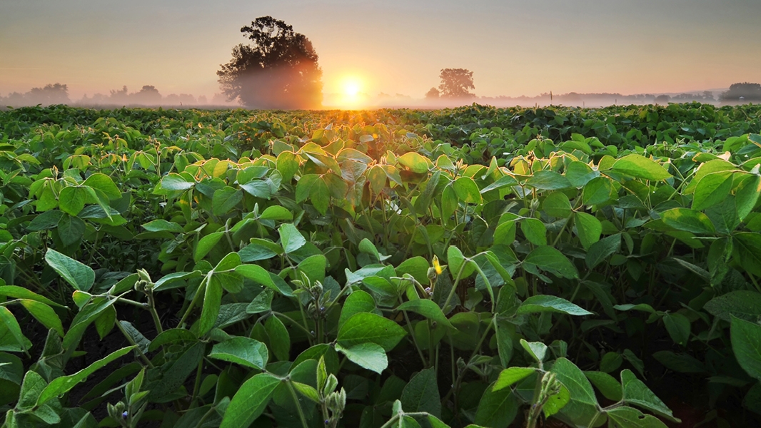 Liberty® ULTRA Herbicide, the first resolved isomer, trait-enabled knockdown herbicide is now approved by the EPA. Its Glu-L™ Technology offers 20% superior weed control for glufosinate-enabled soybean, cotton, corn and canola acres. ​  

Read more: bit.ly/3C5rzn6