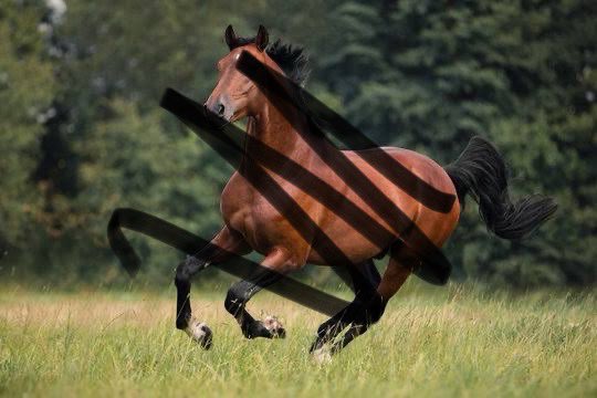 shufflecom's tweet photo. Noah said our twitter challenges were too hard, so let’s try this. 

One person who guesses the animal gets $50. https://t.co/ie3uChGzkZ