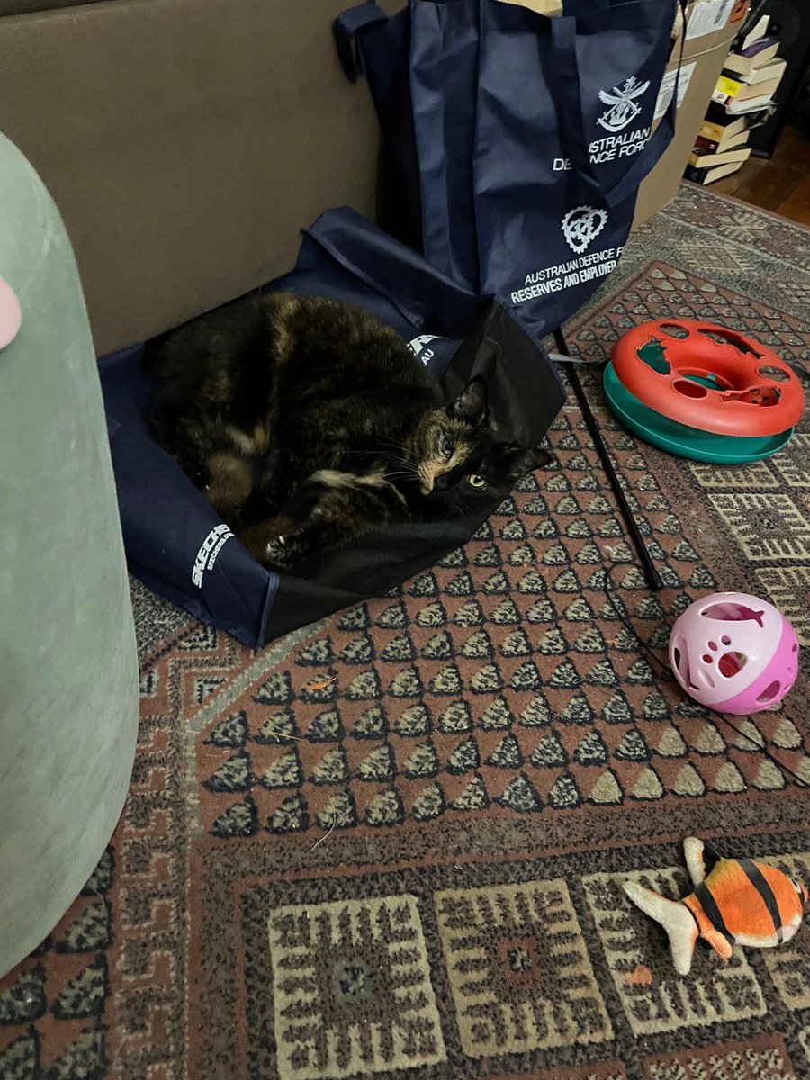 Update on Mia and Jones : they're hanging out together a bit more under supurrvision of course. Getting there and not bad for a couple of stray cats 😻 Mia is being a bit of a tortie 😹 <a href="/millyfromoz/">MillyCat 🌈 and RovyCat 🇦🇺</a> <a href="/Biscuit_Meow/">Biscuit😻🐦🐾💕</a> <a href="/frisky9/">Frisky Le Rouge</a> <a href="/coombes_angie/">Angie (Littlevoice) & Angel Zara 🌈🐾 😻 💙</a>