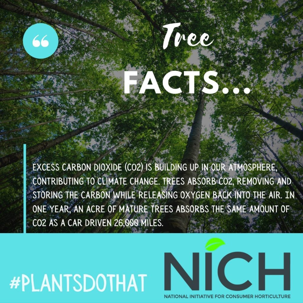 A few tree facts...

#Plantsmakepeoplehappy #IANR #unlagrohort #nebpublicmedia #nebext