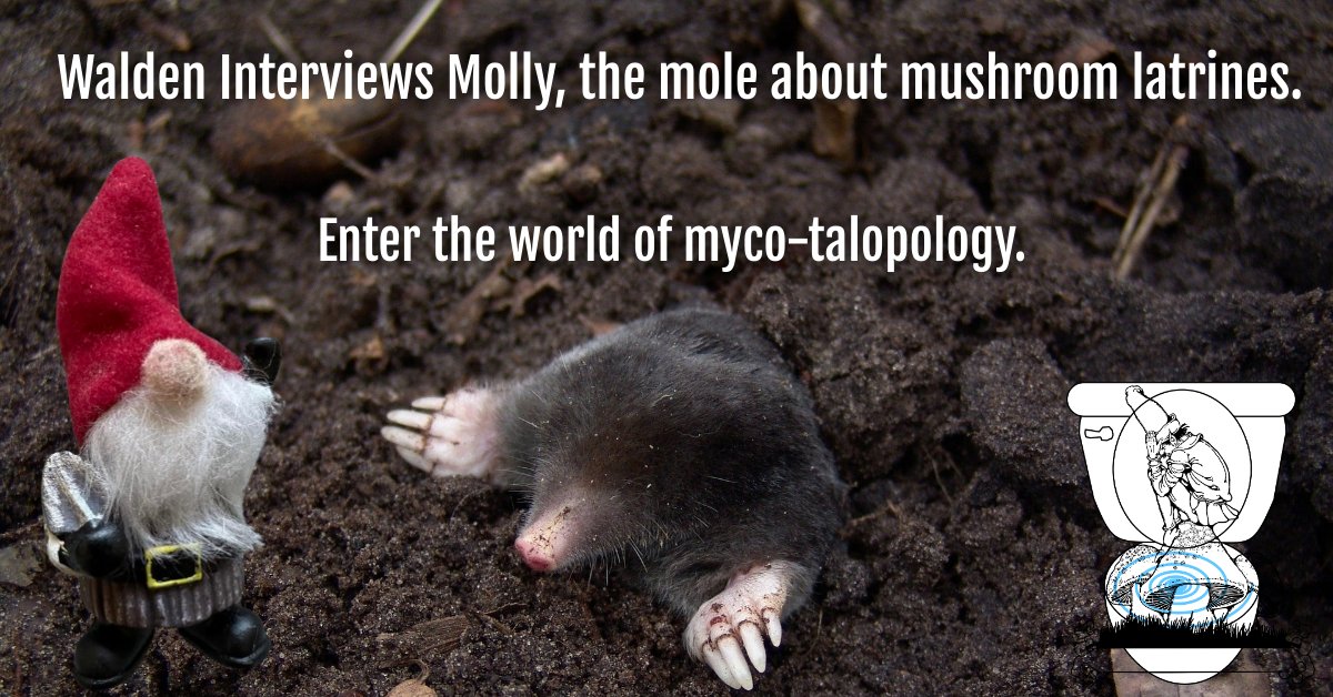 evagordon's tweet photo. https://t.co/NJ6QDeRih7 #mycology #moles #fungi https://t.co/hR7ZDMrojh