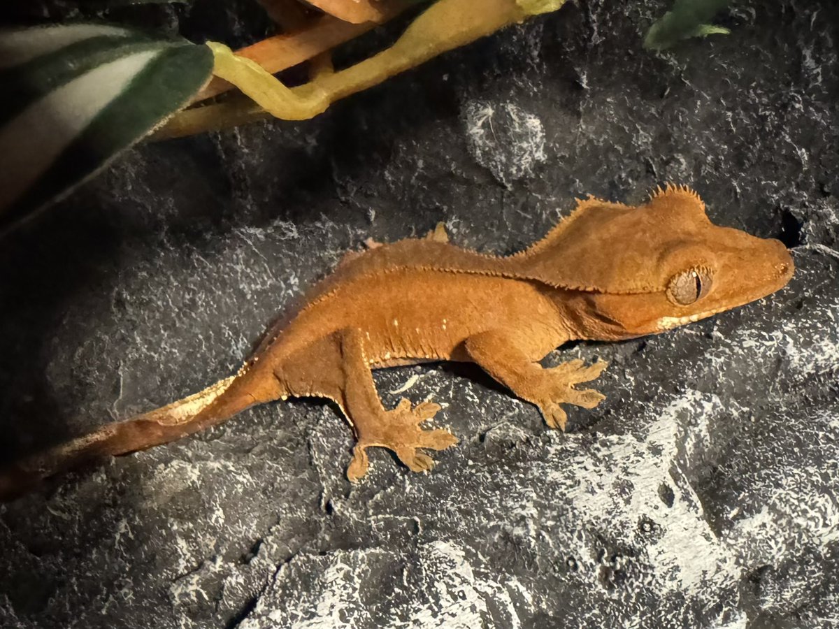 KNIXXexotics's tweet photo. 🫶🫶

#crestedgecko #reptiles #reptile #gecko https://t.co/oVHdsNz9Fh