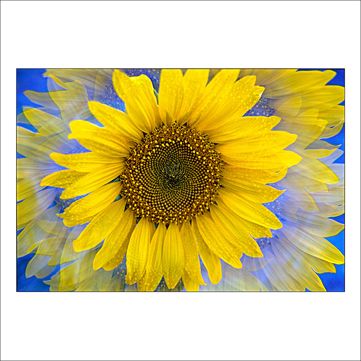 Elliott Landy (@elliottlandy) on Twitter photo A print of my photo "Sunflower Blue" is part of the <a href="/MagnumPhotos/">Magnum Photos</a> Square Print Sale
Size: 6x6 in - $110
Ends Sunday, Ocotober 27th at 11:59 EDT
store.magnumphotos.com/products/magnu⦠A print of my photo "Sunflower Blue" is part of the <a href="/MagnumPhotos/">Magnum Photos</a> Square Print Sale
Size: 6x6 in - $110
Ends Sunday, Ocotober 27th at 11:59 EDT
store.magnumphotos.com/products/magnuā¦