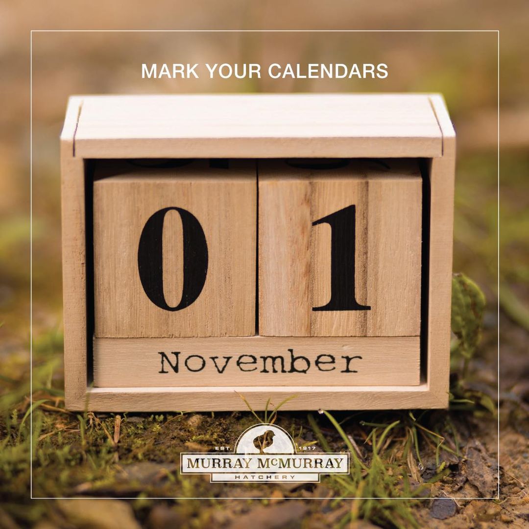 2025 PREORDERS OPEN NOV 1 — As one season comes to a close, the next begins. Mark your calendars to get a jump on on your new flock!
#babychicks #dayoldbabychicks #familyowned #raisingchickens #backyardchickens #homesteading #heritagebreeds #chickens