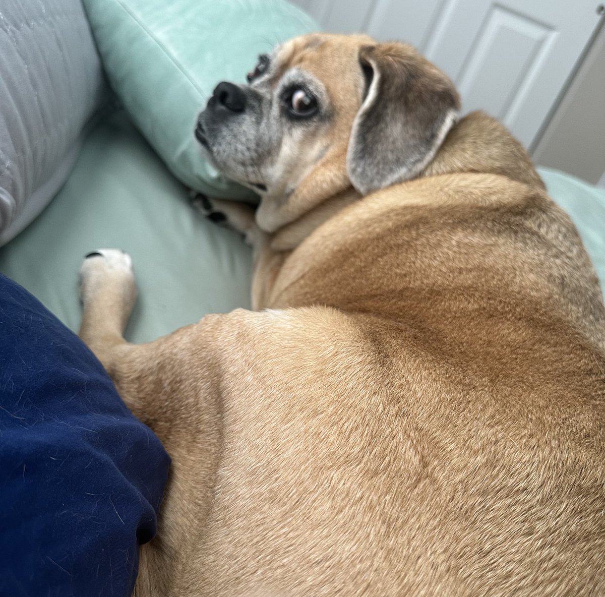 Stickit2Stage4's tweet image. Serious side eye for being gone.so long 😬 #dogs #dogsftwitter #puggle