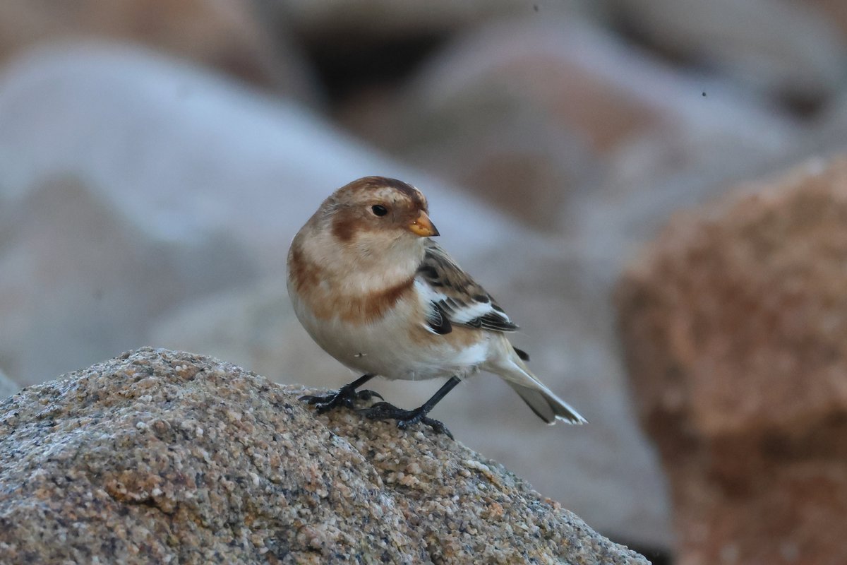 Snow Buntings are always worth looking for. Even though this one at Bar Point, St Mary's took me two attempts, but worth it.