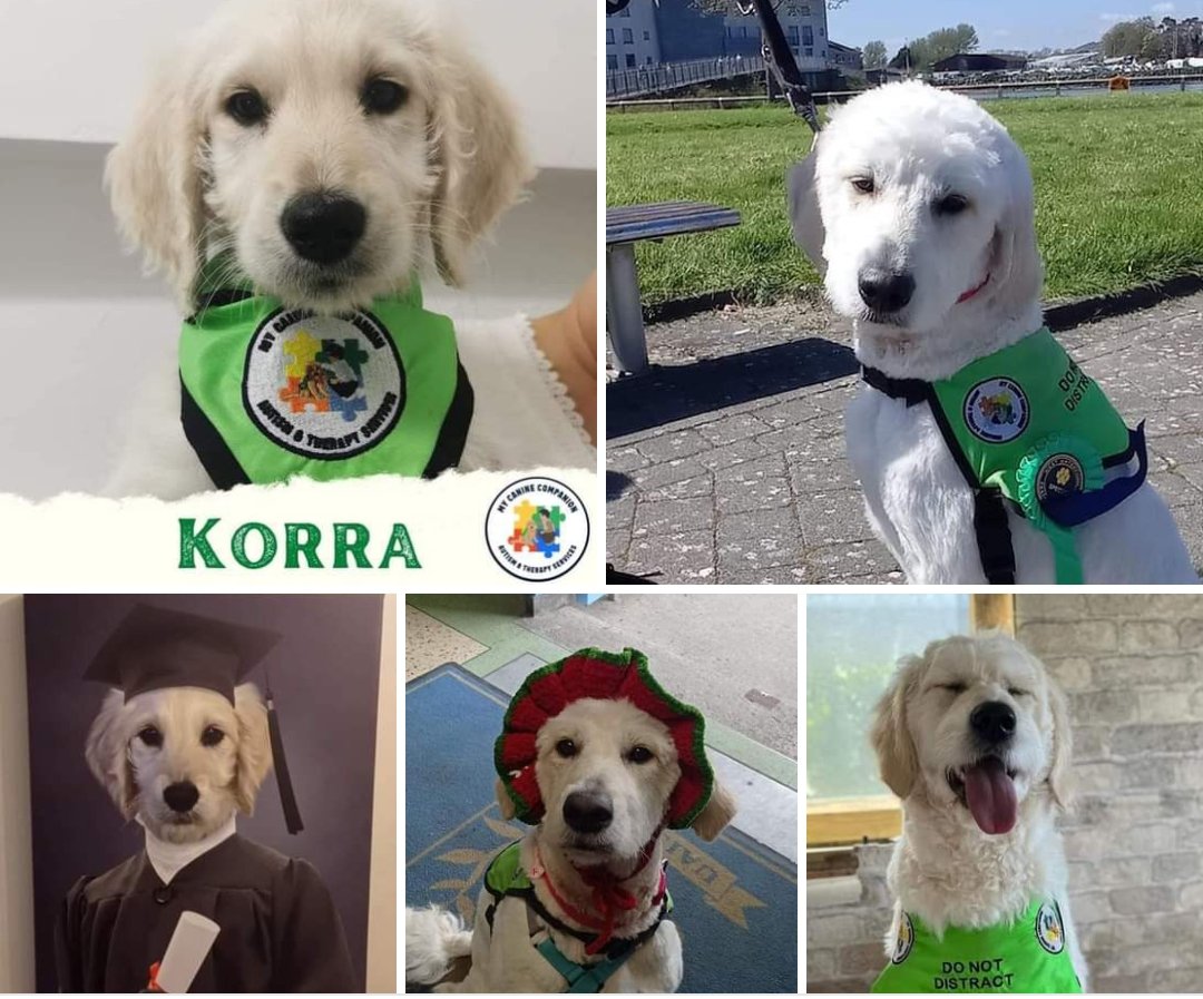 DeerparkCBS's tweet photo. Two years ago today we welcomed our school therapy dog Korra to the school thanks to My Canine Companion - Autism and Therapy Services @mycaninecompani #cork #school #therapydog #dogs #schooldogs #schooldog #corkcity https://t.co/GT0nJHnNyY