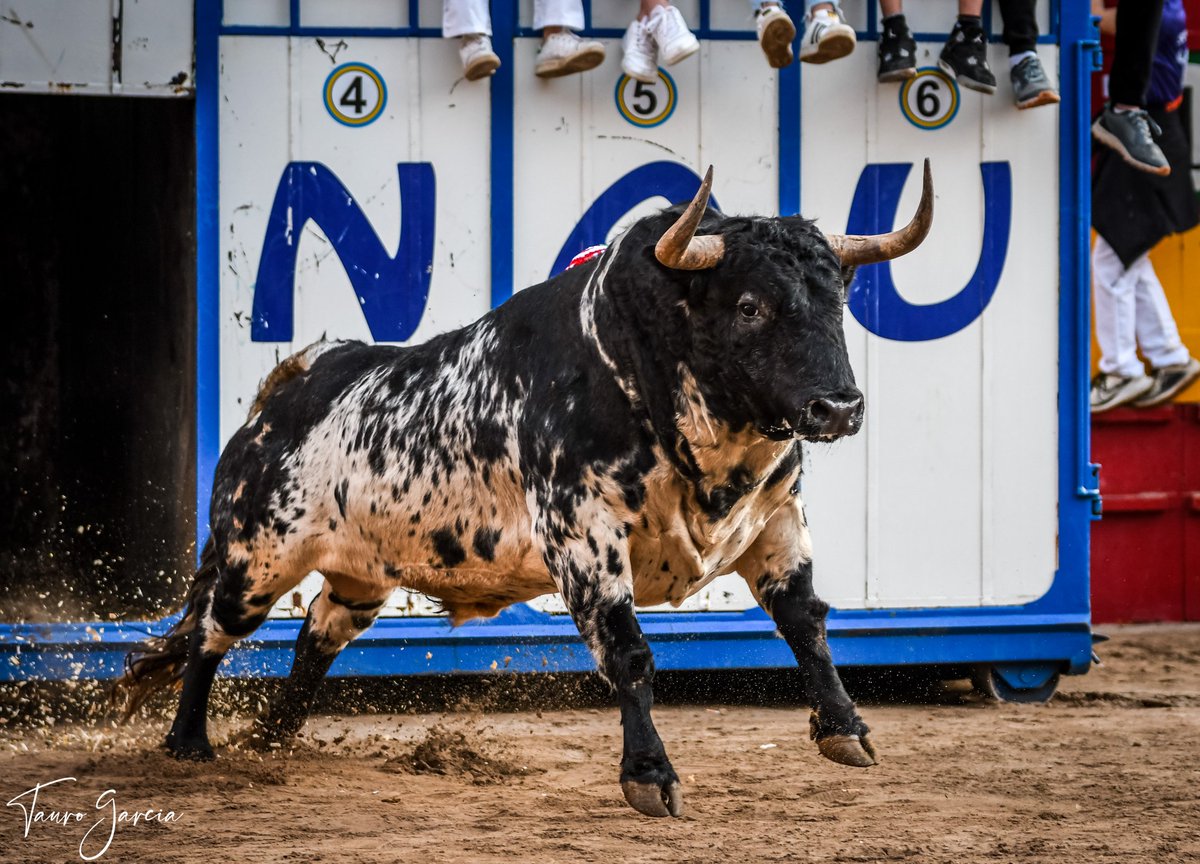 Dicen que la categoría de cada "plaza" se la da el toro que se lidia en ella.

¡Onda, plaza de primera!