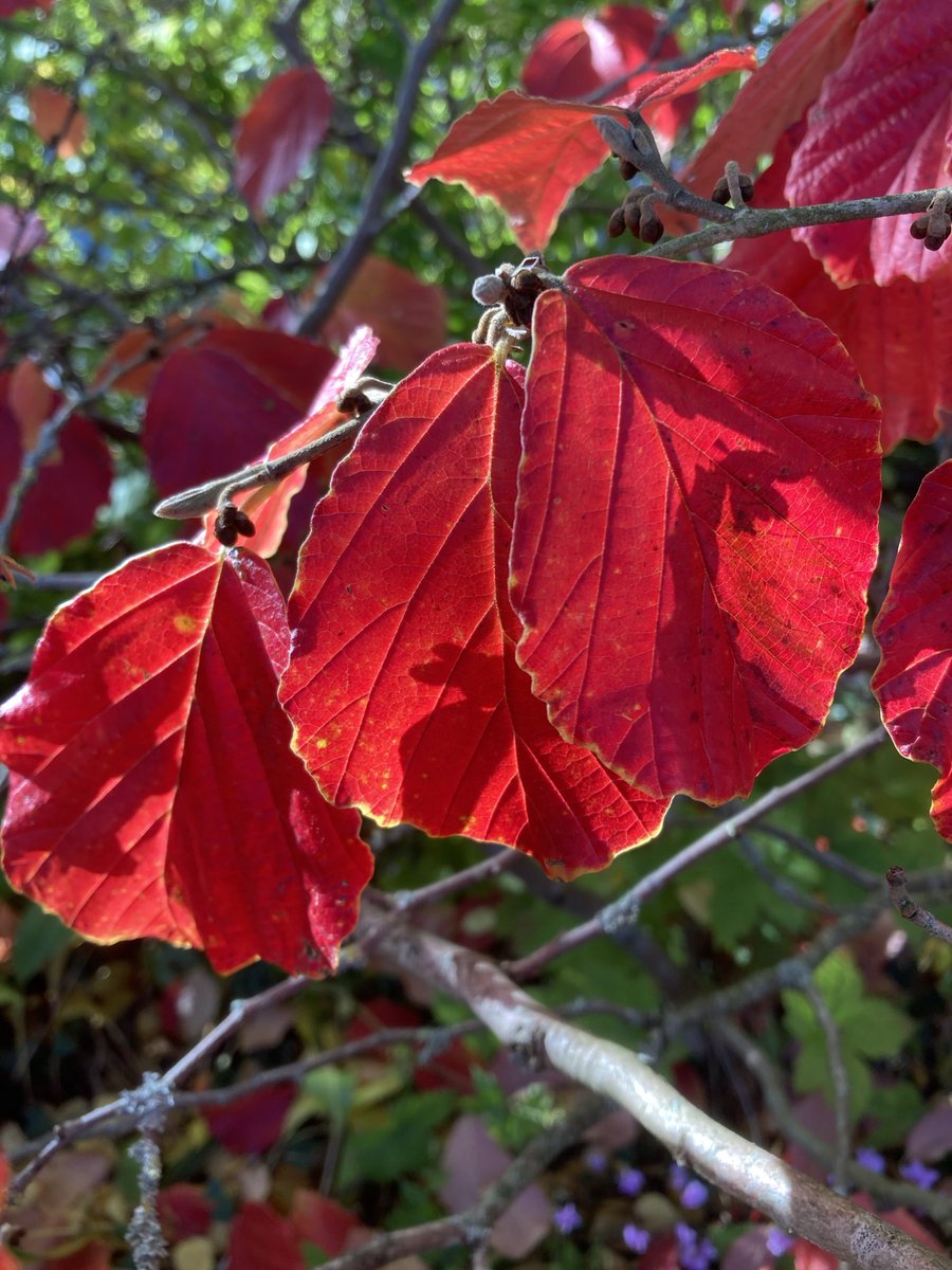 For about a week each autumn the leaves on the Witch Hazel (Hamamelis x intermedia) in my Derbyshire garden glow bright red and then fall…. ⁦<a href="/GardensHour/">GardensHour</a>⁩ #GardensHour
