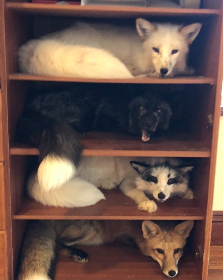 TheFoxLife's tweet photo. Fox shelf🪜 https://t.co/NudlYgeNyR