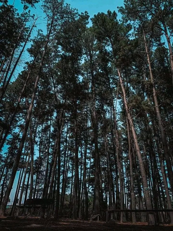 Dara George Of Jos tweet media