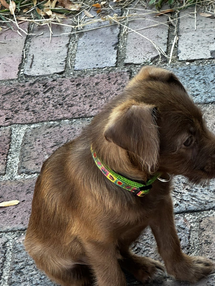 benjithewrightr's tweet photo. I wish there was a such thing as trick or treating for our fur babies. My Lil Stink would look trick or treating. #CincinnatiPuppy #CincinnatiOhio #Cincinnati #Ohio #CincinnatiPup #Halloween #halloween2024 https://t.co/E3XIRtUhtl