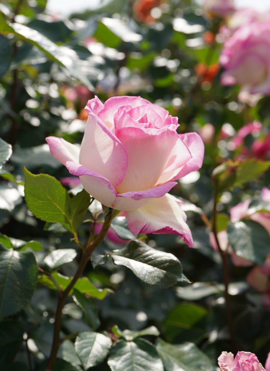 Mitsuketyattano's tweet photo. .
10月22日（火）
おはようございます

🌿🌹🍃🥀🌿🏵️🍃🥀🌿🌹🍃

今日もあなたが
たくさんの笑顔に包まれますように🍀

#TLを花でいっぱいにしよう https://t.co/COPJoYt6B6
