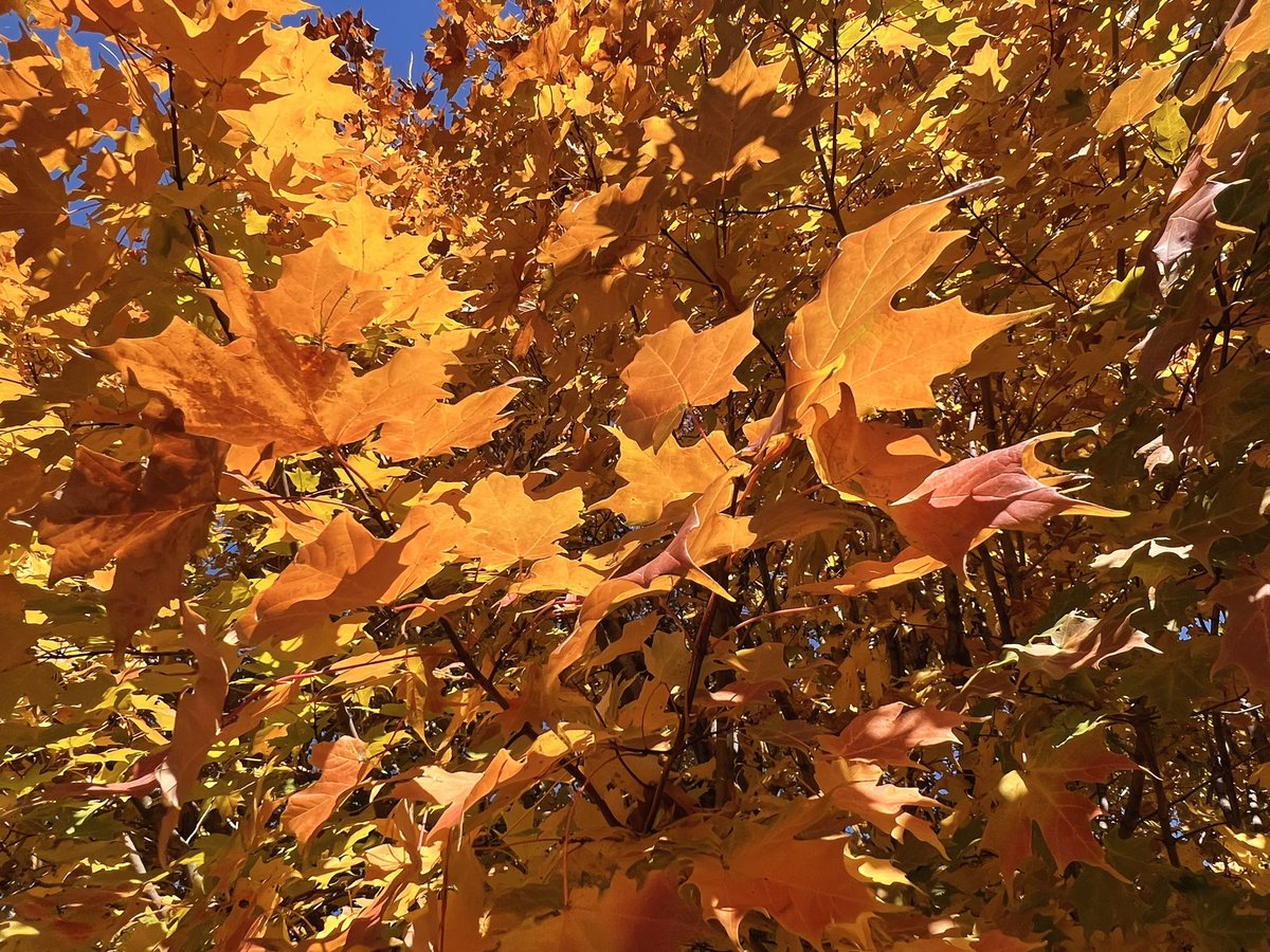 Chris C. tweet media