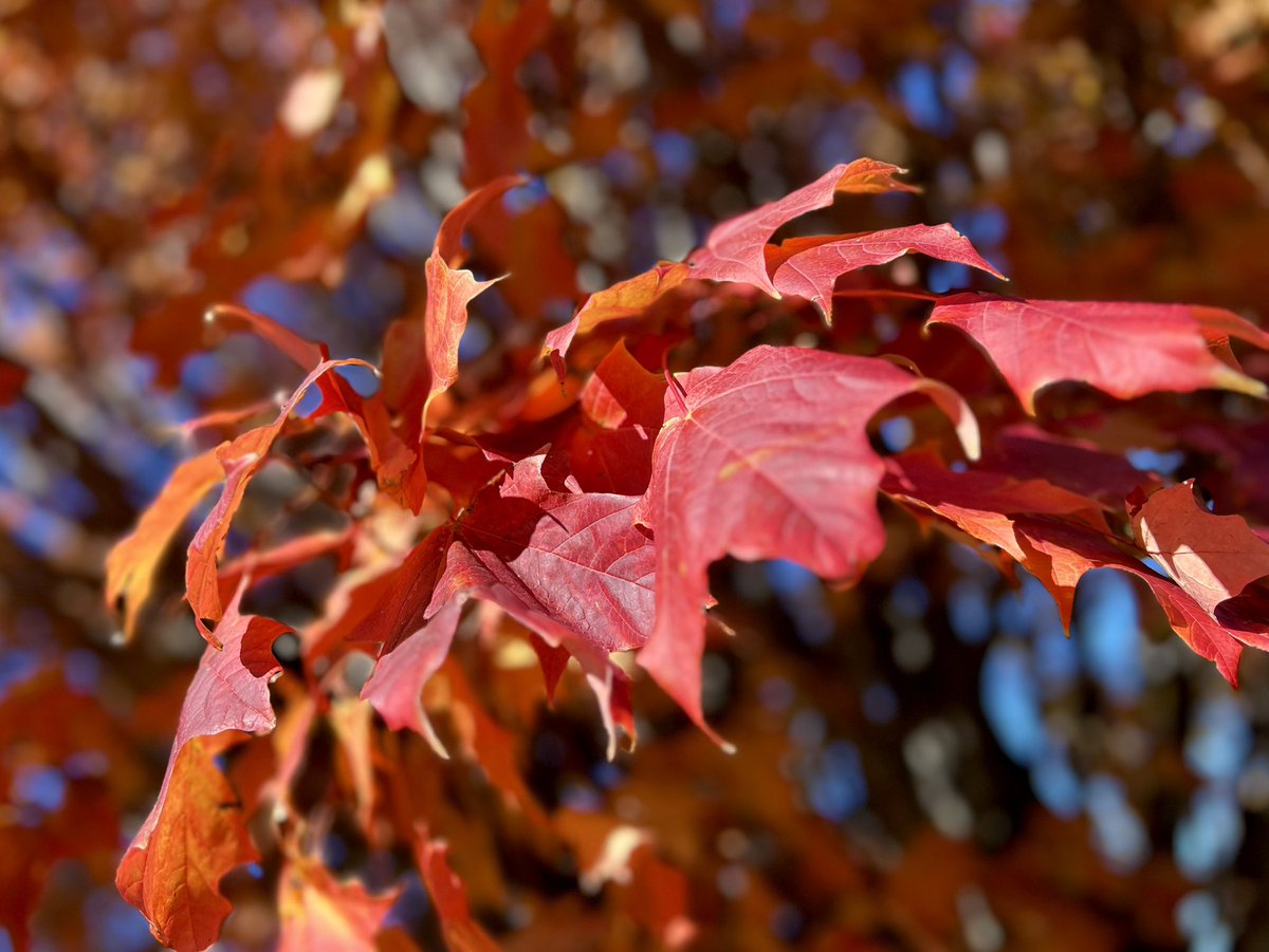 Chris C. tweet media