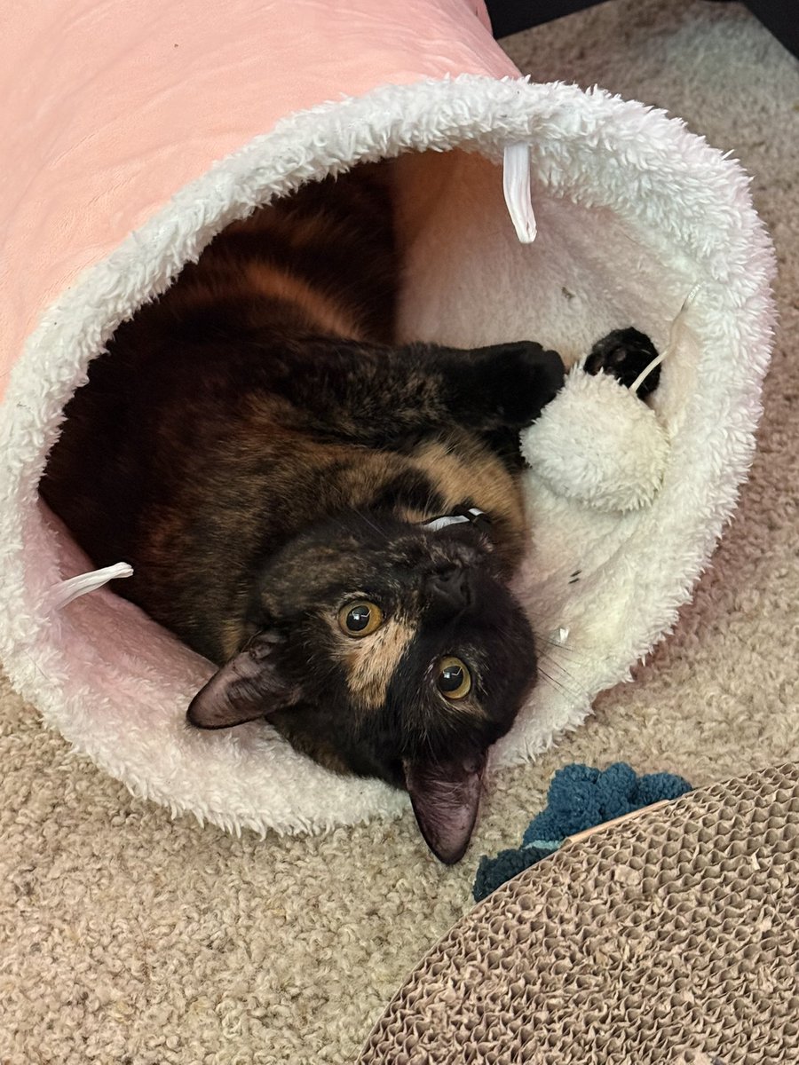 ADKohi's tweet photo. love my kitty https://t.co/A4cNLOQtiU