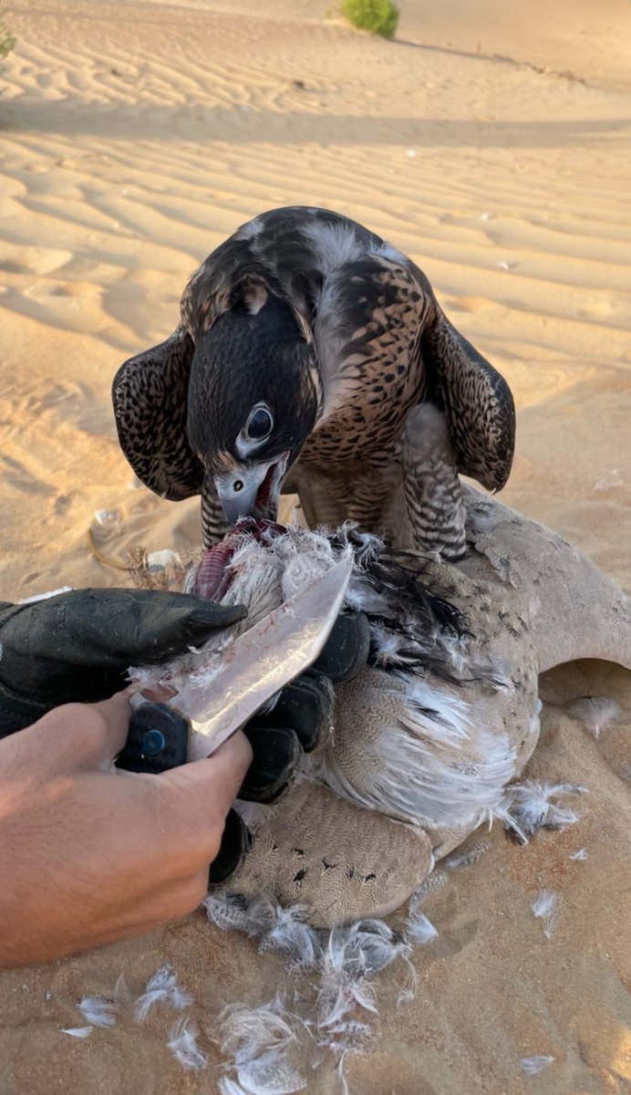 JJ7ail's tweet photo. حرٍ ليا منه شلع ركّد الريح
فعايله كبد السماء عارفتها .. https://t.co/CoDCvHukT3