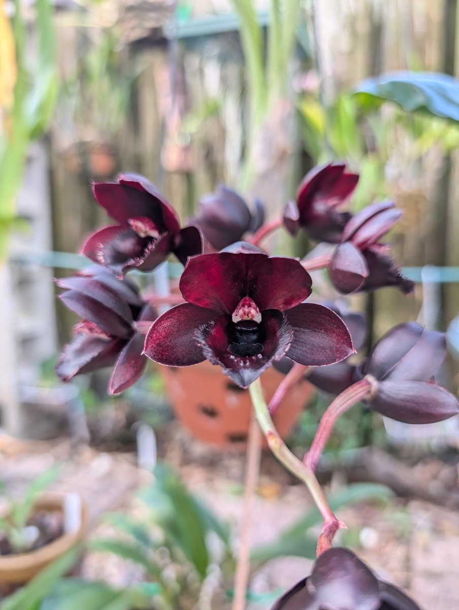 orchids2c's tweet photo. Blooming in the shade area.

#orchids https://t.co/kZbAITN5sx