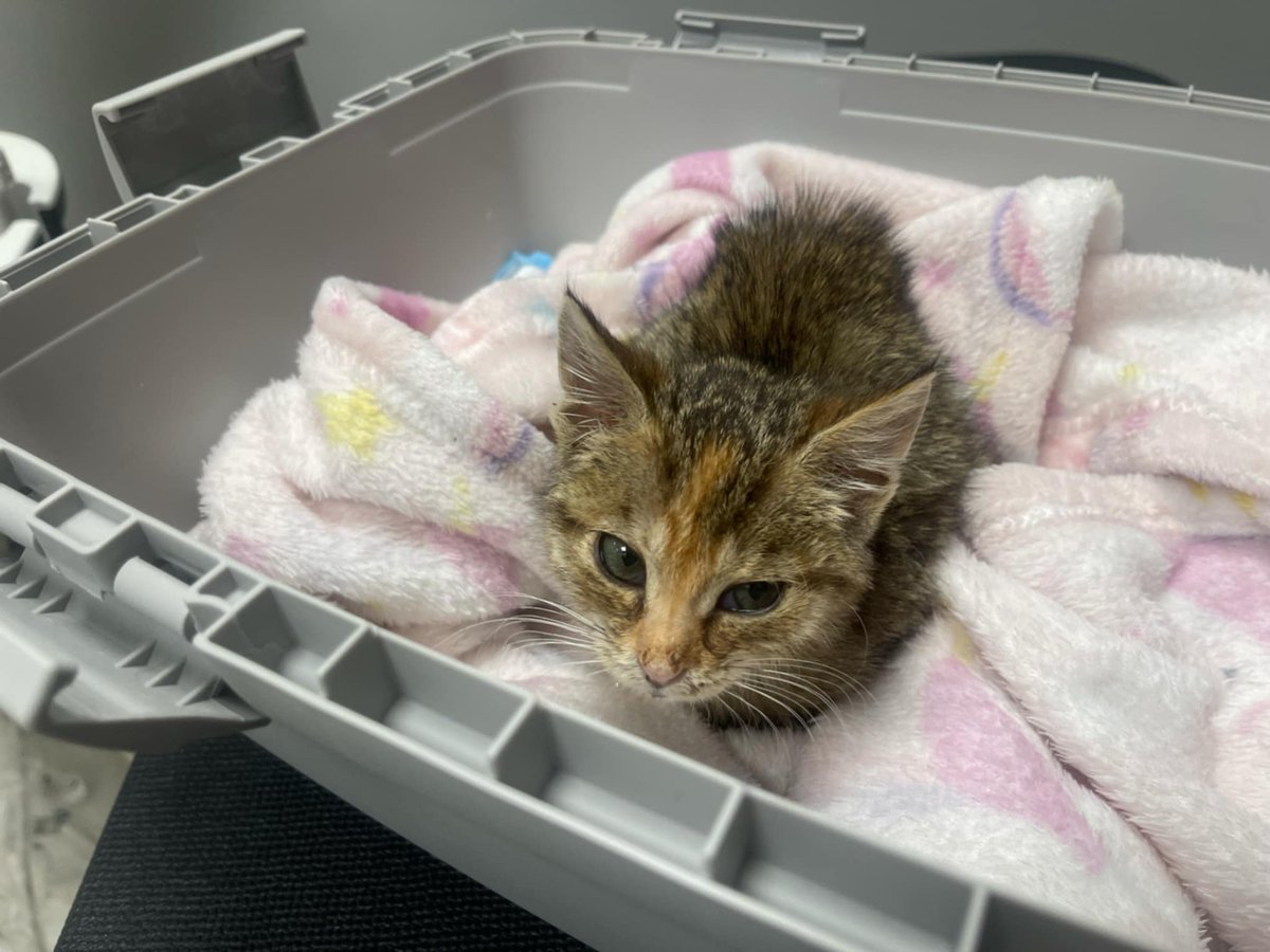 ‼️ PILNE ‼️
Błagam zatrzymaj się 🙏
Ta malutka kruszynka walczy o życie 💔
Panleukopenia - kto miał z nią do czynienia ten wie, że to najgorsze co może usłyszeć miłośnik kotów 😿

PROSZĘ URATUJMY JĄ 🙏🙏🙏
ratujemyzwierzaki.pl/nadin-felineus