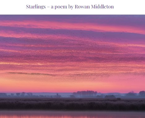 RowanMidd's tweet photo. A poem published by @AmethystReview 
Full poem available at: https://t.co/xk6xLjkm3k https://t.co/64SqTQPTAX