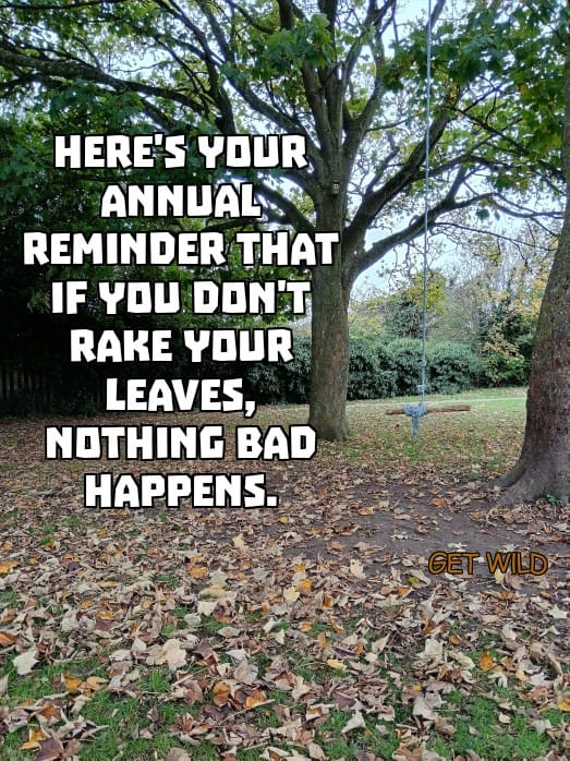 BlaneyCarola's tweet photo. Quite the opposite: you'll be helping wildlife to survive the winter, as well as nourishing and enriching the soil! 🥰🍁 #TwitterNatureCommunity #biodiversity #rewilding https://t.co/HrWzYYNwbS