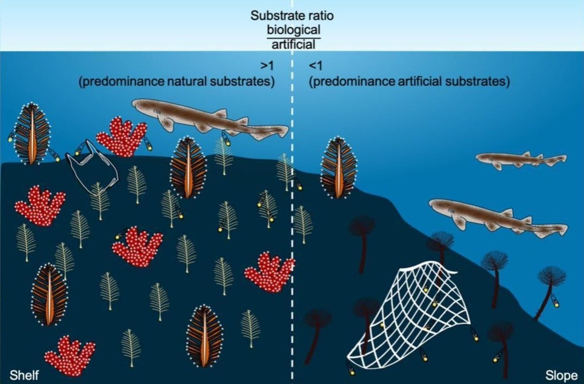 📢 New fishy paper out: Plastic is becoming a hotspot for sharks to lay their eggs. Nice collaboration with <a href="/BlancaFiguerola/">Blanca Figuerola</a>, <a href="/DavidRuizGarci/">David Ruiz García</a>,<a href="/ClaudioBarriaO/">Dr. Claudio Barría</a> ,<a href="/SubiasArnau/">Arnau Subías-Baratau</a> &amp; <a href="/aneguet77/">Anna Sanchez Vidal</a>

🔗sciencedirect.com/science/articl…