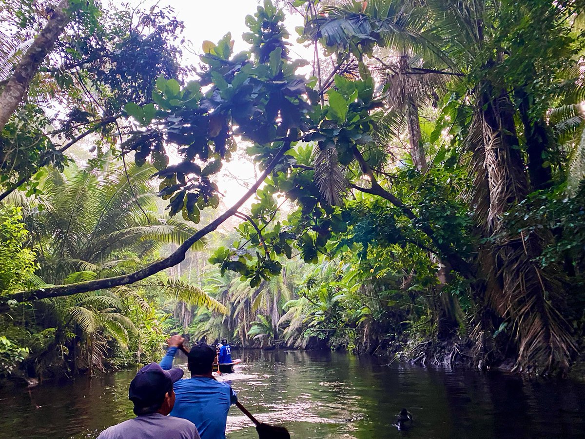 OriginalEcuador's tweet photo. Nestled deep in Ecuador’s Yasuni National Park, the Napo Wildlife Center offers unmatched wildlife encounters in a breathtaking setting 🐒

#NapoWildilfeCenter #YasuniNationalPark https://t.co/y0hRVx9qOO