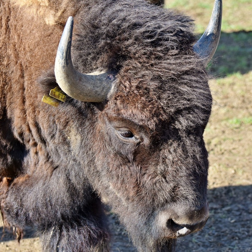 WayoftheBison's tweet photo. Did you know? The #Americanbison horns undergo seasonal changes. They may appear darker &amp; more polished during certain times of the year due to factors like rubbing against trees and rocks, which can help maintain the health of the horns. 🦬 #bisonfacts #bisonfan #bison https://t.co/c2OEQUislh