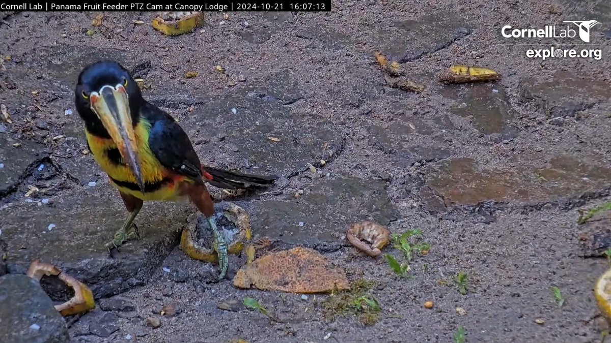 PanamaFeederCam's tweet photo. What's down there....?   Let's check it out!     16:06, 10/21 https://t.co/vzoxhxRMoL
