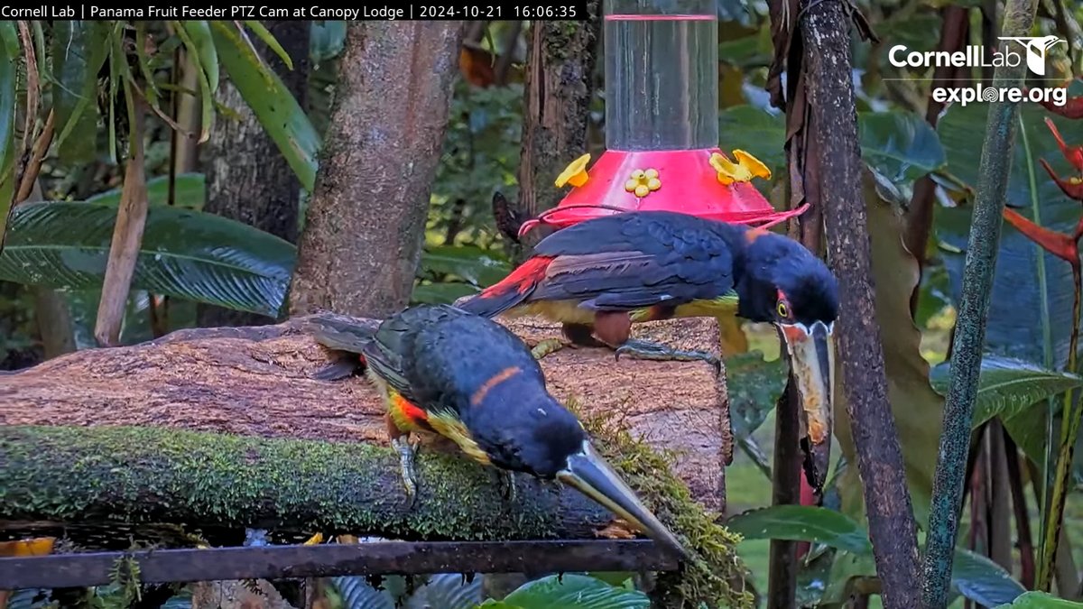 PanamaFeederCam's tweet photo. What's down there....?   Let's check it out!     16:06, 10/21 https://t.co/vzoxhxRMoL