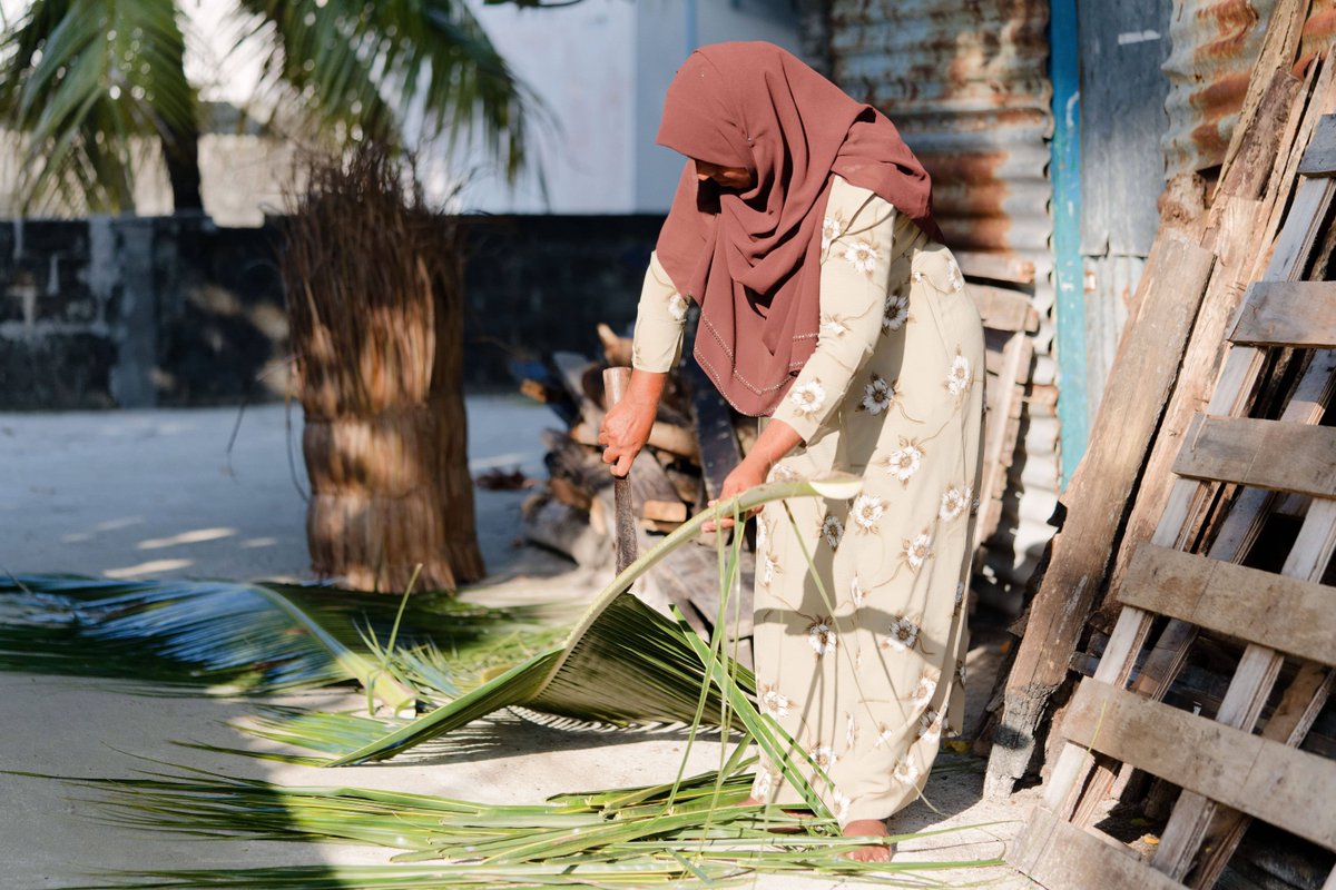 xploreguraidhoo's tweet photo. In Guraidhoo, the coconut palm leaf is gathered and carefully prepared to craft the traditional Eakle broom—an authentic piece of island life and community. 🌿✨ #explore #localculture #coconutleaf https://t.co/bVjZvAdZ0q