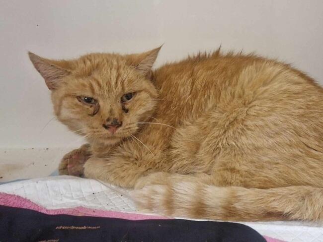 Został ostatni dzień by pomóc Rudej ‼️

Czy ta niewidzialna kotka dostanie swoją szansę na lepszy los? Tak naprawdę jej los jest teraz w naszych rękach ❣️
Wesprzyj!
Podaj dalej!
To tak niewiele, a tak wiele dobrego może zrobić 🙏🙏
ratujemyzwierzaki.pl/rudaa-felineus