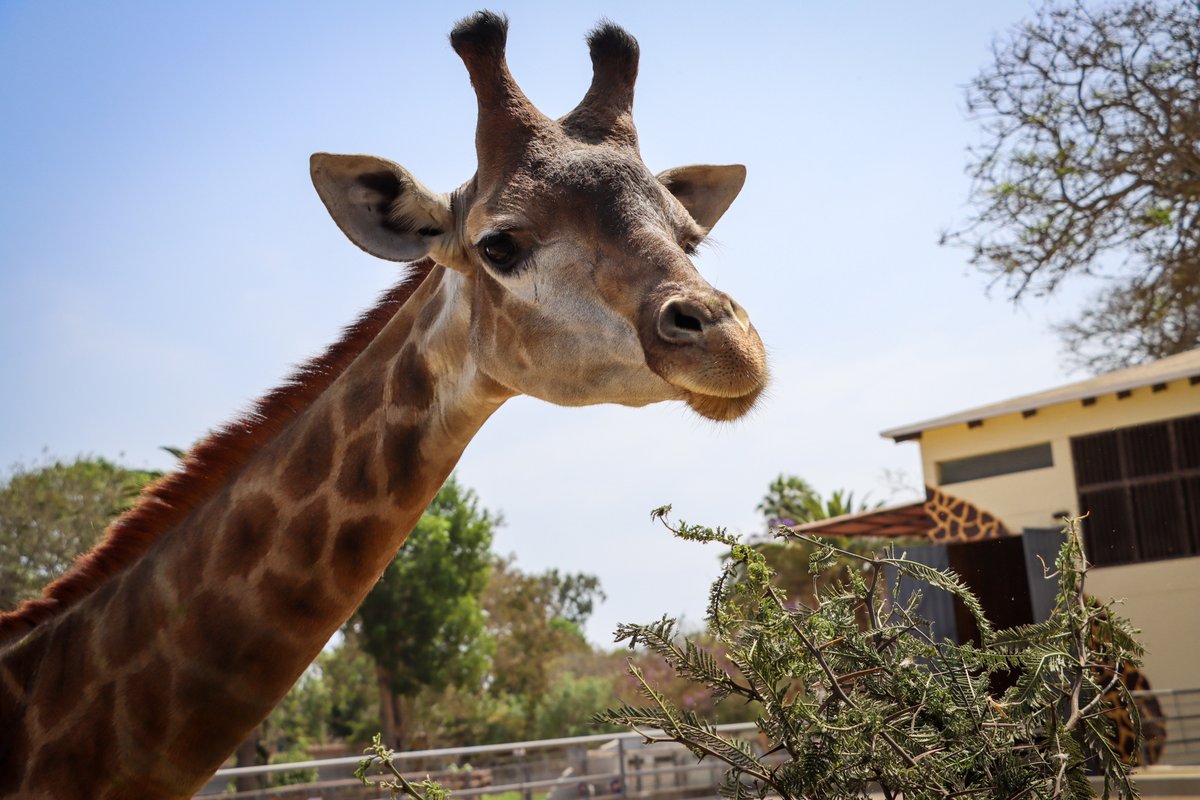 📍 Sede San Miguel | ¡Así le dimos la bienvenida a Melman, nuestra nueva jirafa! 🦒 ✨
Con solo dos añitos, llegó desde Chile y ya se roba los corazones de todos 💖. Además que fue presentada por el alcalde de Lima y nuestra gerente general en una emotiva ceremonia 🤗.