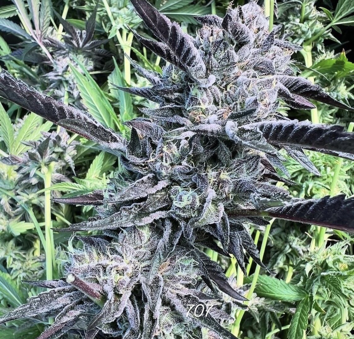 Diarrheaprince's tweet photo. My friends deps came out pretty ๐ฅ this year not bad for Humboldt county ca.
#zaza #midz #norcal https://t.co/9kj5Q4P9kE