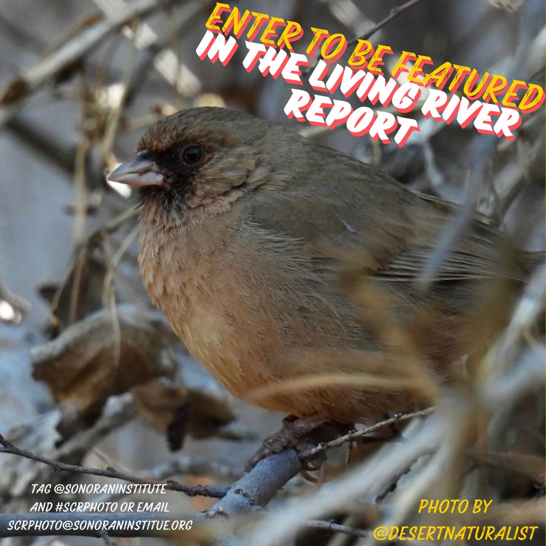 Do you want your #SCRPhoto to be featured in our #LivingRiverReport? We💚seeing photos along the #SantaCruzRiver as we protect &amp; repair this critical riparian area. Ft. this month is a gorgeous Abert's Towhee photo by @desertnaturalist
What's your fav critter to see in the river?