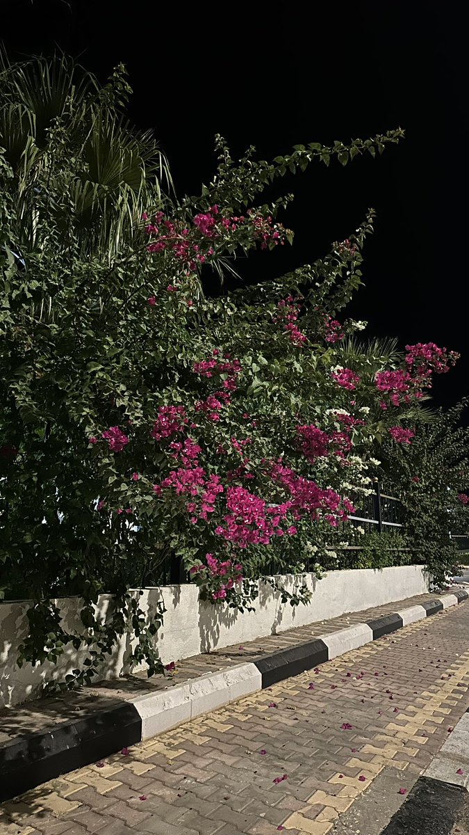 _gh22's tweet photo. عندما تعيش كل لحظة من حياتك بحماسة كما لو كانت الأخيرة ، فإنك تجد جمالاً في كل شيء . https://t.co/dfuz85UTxO