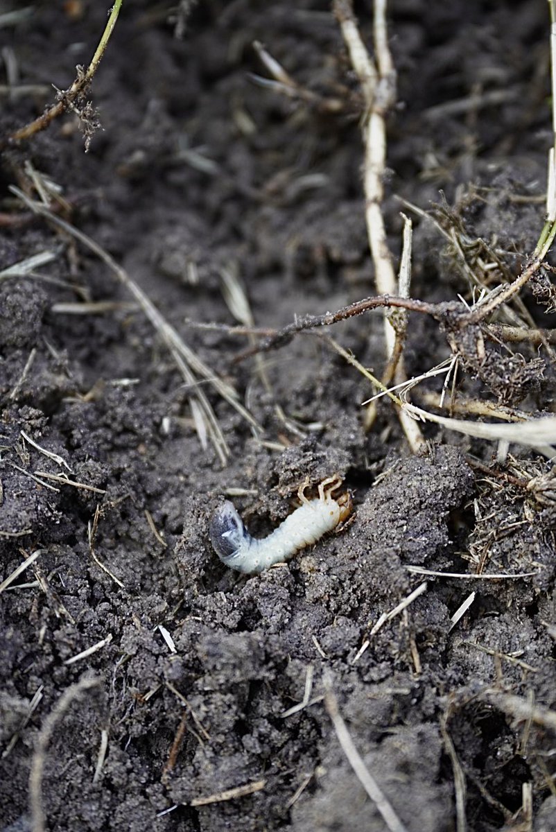 weedexlawncare's tweet image. Has your lawn been taken over by grubs? 🐛 

At Weedex Lawn Care, we provide both preventative and curative grub control treatments to protect your lawn in Dallas and nearby areas. Schedule your treatment now to avoid costly damage! ⛳️

#Grubs #Grubcontrol #Lawntips #Lawncare