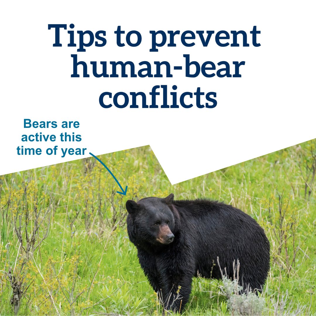 Regional District of Central Okanagan (@rdcokanagan) on Twitter photo Together with <a href="/wildsafebc/">WildSafeBC</a>, we are urging residents to take proactive measures to prevent human-bear conflicts by managing all attractants, including garbage. Here's a few quick tips:
🗑️☀️ Only put curbside carts out for collection on the morning of your pick-up.
🍏🧹 Manage your Together with <a href="/wildsafebc/">WildSafeBC</a>, we are urging residents to take proactive measures to prevent human-bear conflicts by managing all attractants, including garbage. Here's a few quick tips:
🗑️☀️ Only put curbside carts out for collection on the morning of your pick-up.
🍏🧹 Manage your