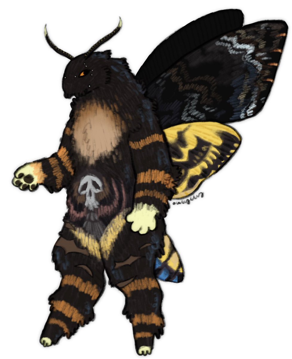 death’s-head hawkmoth!