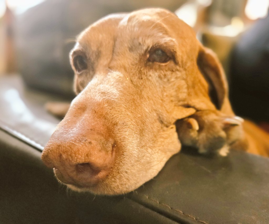 #KanetheDane tweet media