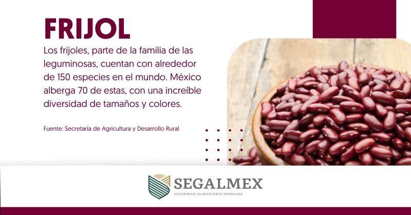 ¡El #Frijol🫘 es un verdadero orgullo mexicano! Con su rica historia y variedad de especies, es un alimento básico que forma parte de nuestra identidad. 🇲🇽👩‍🌾👨‍🌾