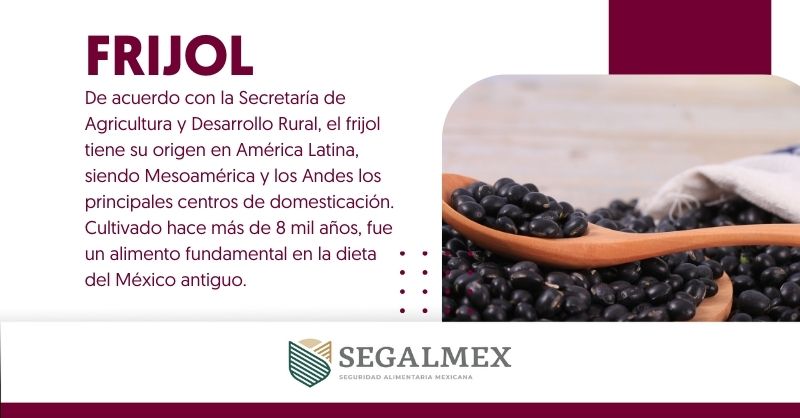 Desde tiempos antiguos, el #Frijol🫘 ha sido un pilar en la dieta de los mexicanos. Su versatilidad en la cocina lo convierte en un ingrediente estrella.

¡El auténtico sabor de nuestras tradiciones! 😋👌