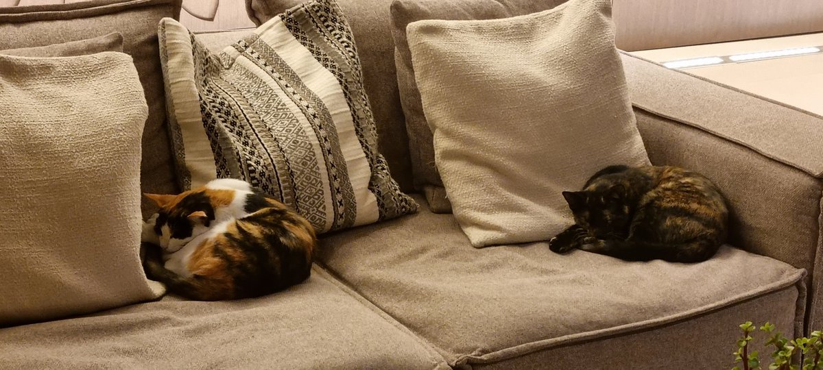 Hotel cats on duty😃 🐱