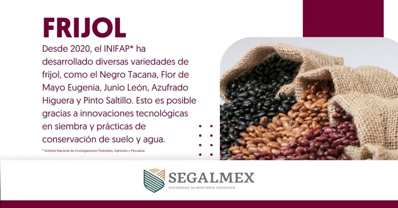 México ocupa el 8º lugar a nivel mundial en producción de #Frijol, con Sinaloa y Zacatecas liderando en superficie sembrada y volumen de producción.

¡Orgullo de nuestra tierra! 👩‍🌾👨‍🌾🇲🇽