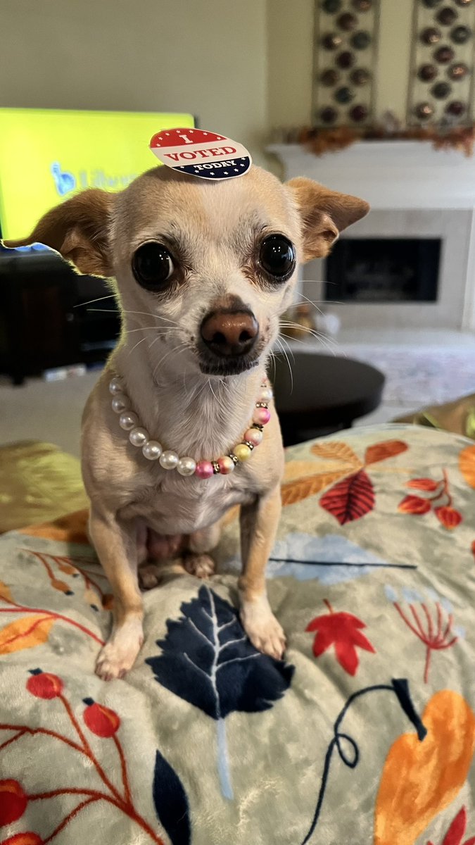 Make Chihuahuas Great Again 🤗 #vote #usa #Trump2024