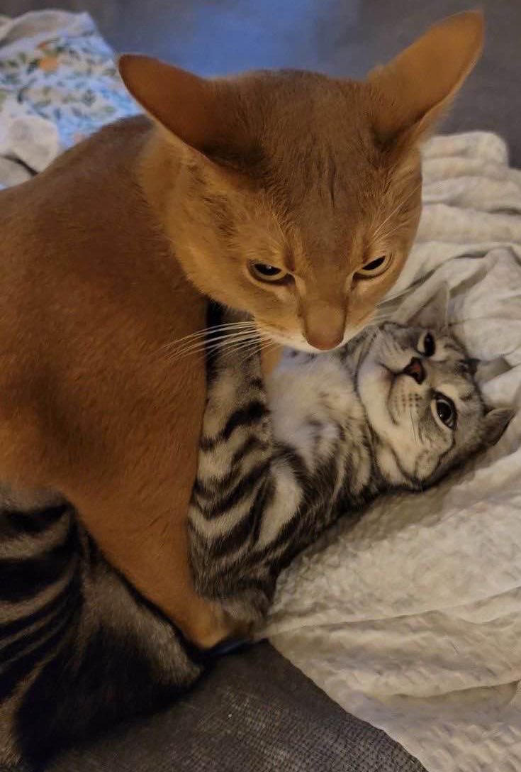 Daily Kittylou (@kittyloudaily) on Twitter photo 