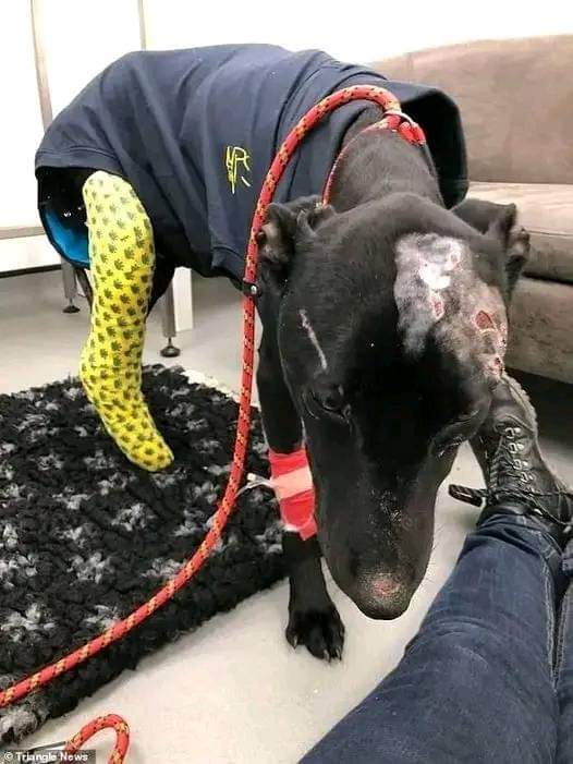 Happy Dog tweet media