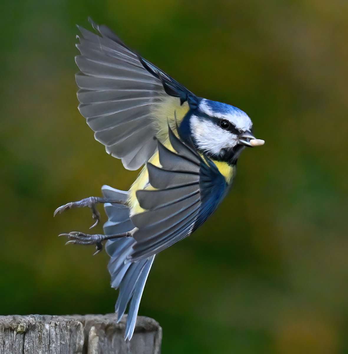 CarlBovisNature's tweet photo. Blue Tit getting away with lunch! 😀
 Taken this weekend at RSPB Greylake in Somerset. 🐦😊 https://t.co/rUJSum4bBU